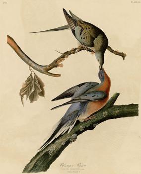 John James Audubon : Passenger pigeon